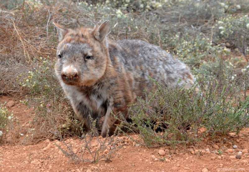Rabbit Hemorrhagic Disease Virus (RHDV): Biocontrol for Australian Ecosystems