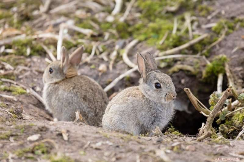 Rabbit Hemorrhagic Disease Virus (RHDV): Biocontrol for Australian Ecosystems
