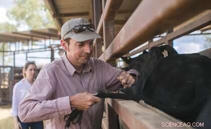 Accurate Cattle Ageing with Tail Hair DNA Sequencing - UQ Research