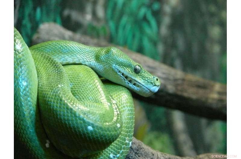 Nature Connection Reduces Snake & Spider Phobias: New Research