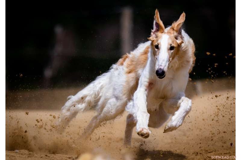 Agility Dog Training in Finland: Insights from a Large Dataset