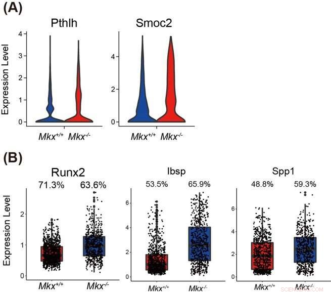 Mkx s Role in Periodontal Ligament Homeostasis: A Molecular Investigation