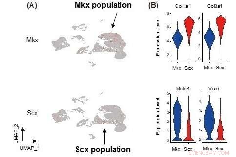 Mkx s Role in Periodontal Ligament Homeostasis: A Molecular Investigation