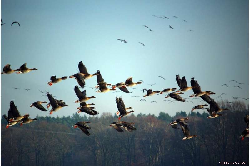 Global Bird Population Trends: AI Predicts Declines & Key Factors