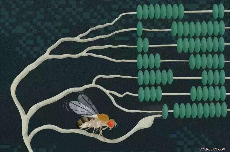 Decoding Neural Multiplication: How Fruit Fly Neurons Perform Complex Calculations