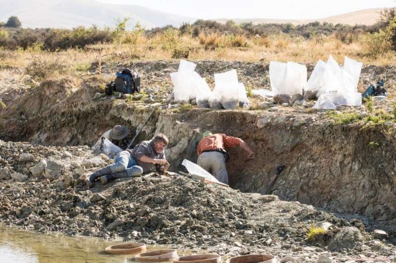 Ancient New Zealand Duck Species Helps Date Fossil Discoveries