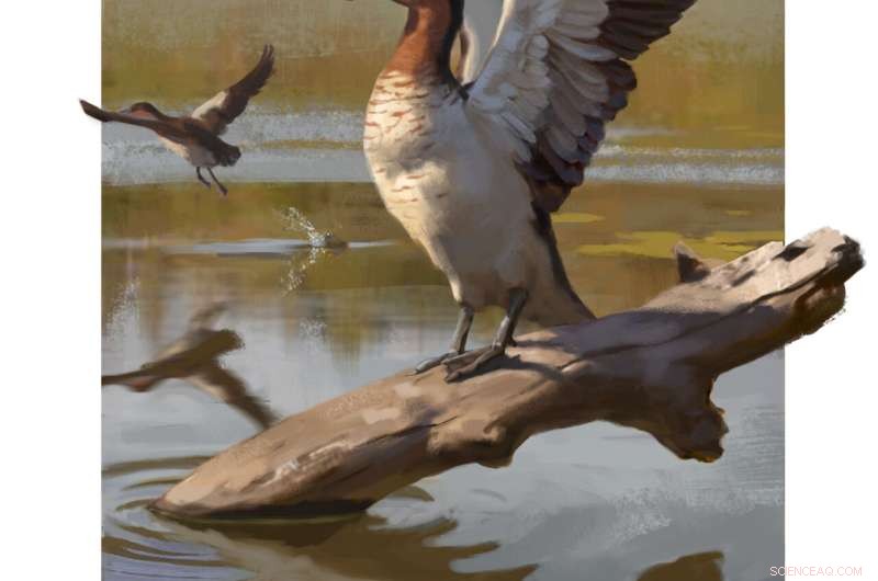 Ancient New Zealand Duck Species Helps Date Fossil Discoveries