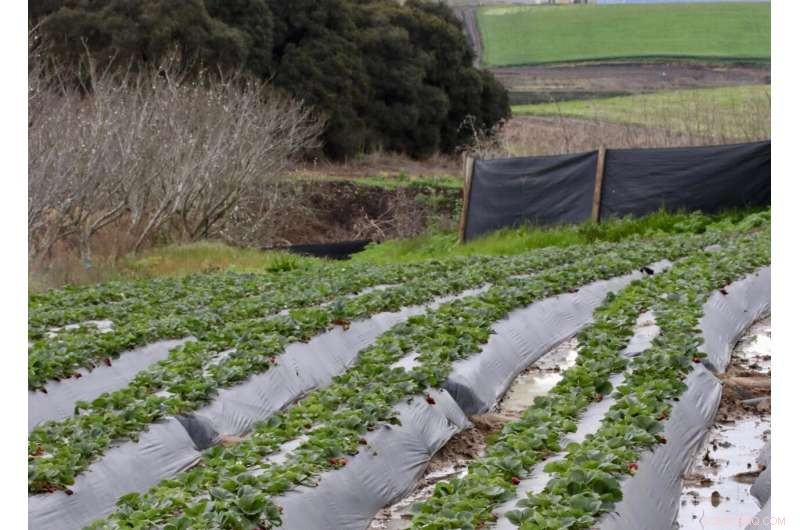 Attracting Beneficial Wild Birds to Your Farm: A Guide