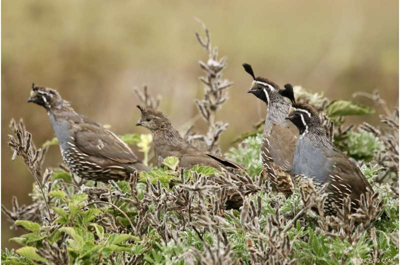 Attracting Beneficial Wild Birds to Your Farm: A Guide