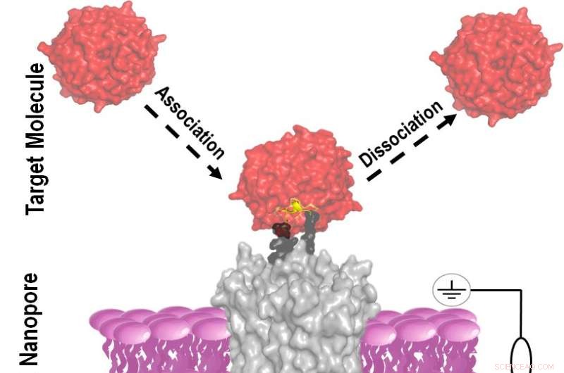 Protein Interaction Detection with Biosensors: A Deep Dive