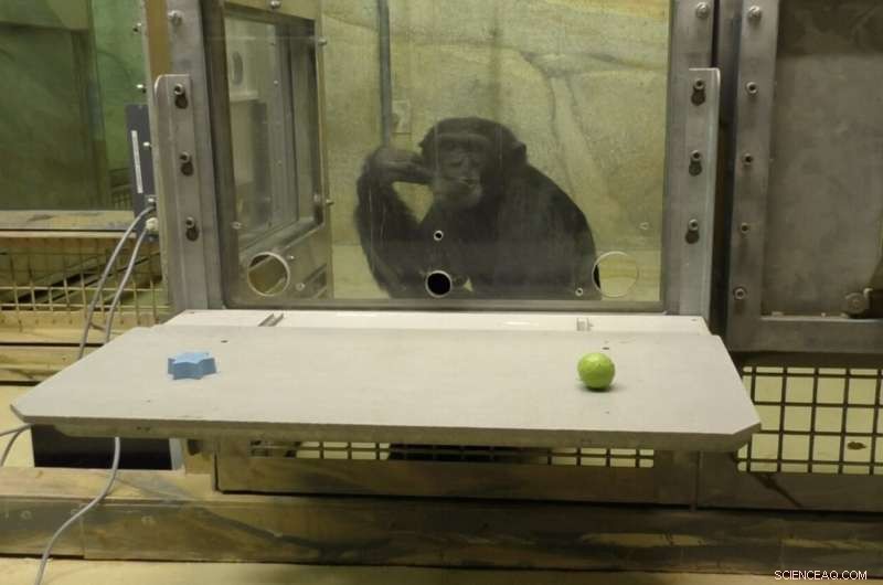 Apes  Learning Abilities: Do Great Apes Learn Like Humans?