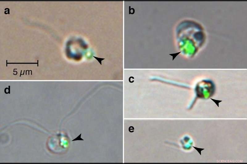 Phytoplankton s Role: Unlocking Ocean Ecosystem Secrets