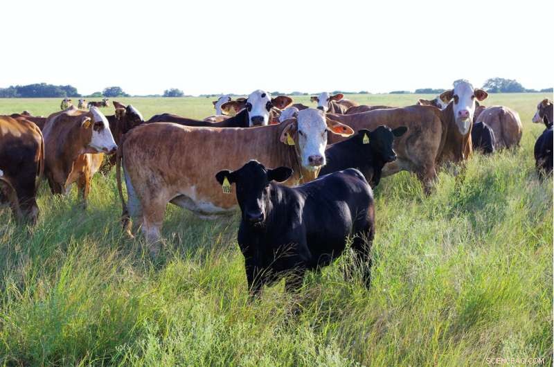 Medical Advancement May Boost Beef Production Efficiency