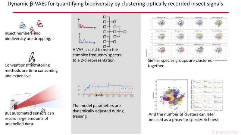 AI-Powered Insect Wingbeat Analysis for Biodiversity Monitoring