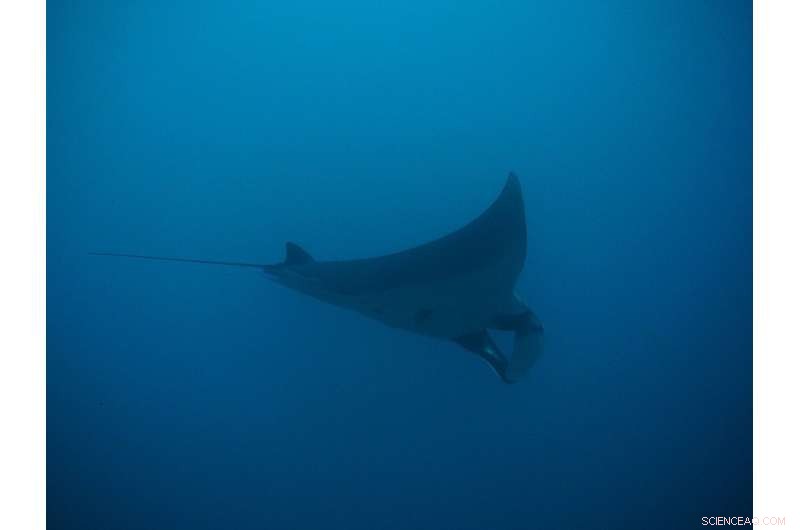 Giant Manta Rays Sighting in South Florida: Population Concerns & Conservation Efforts