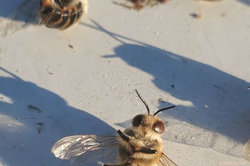 Protecting Bees from Heat Waves: The Potential of Insulated Hives