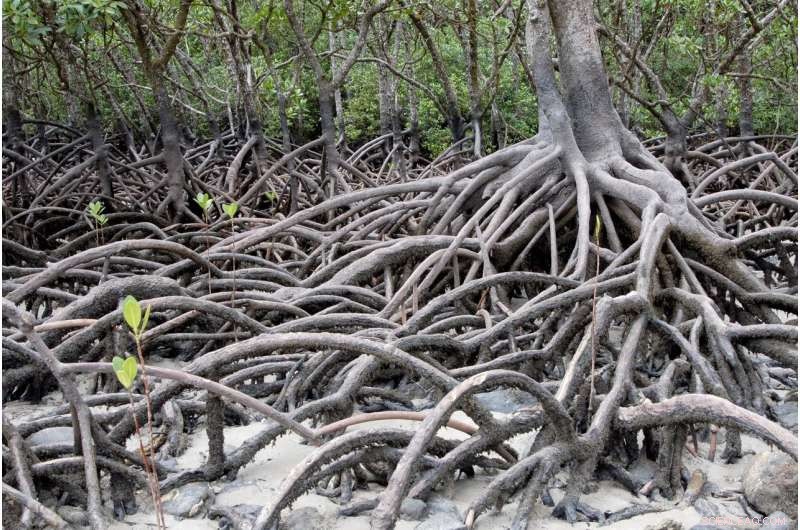 Mangrove & Seagrass Restoration: A Positive Outlook for 2030-2070