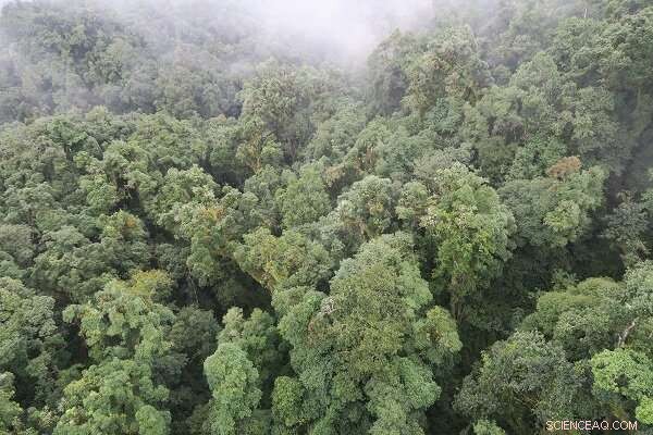 How Fog Helps Epiphytes Survive Dry Seasons in Cloud Forests