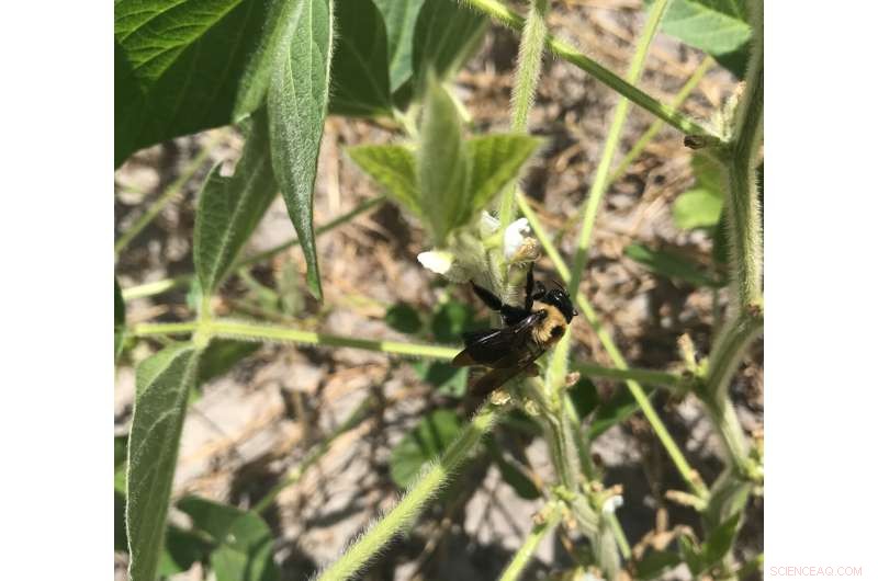 Pollinators Boost Soybean Yield: New Research Reveals Link
