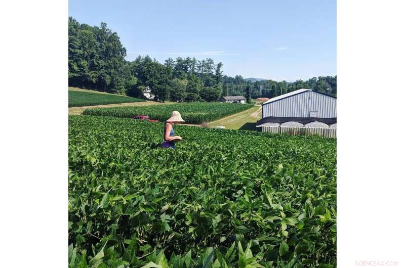Pollinators Boost Soybean Yield: New Research Reveals Link