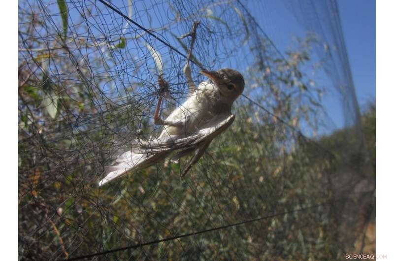 BirdLife Cyprus: Alarming Rise in Illegal Bird Killings & Relaxed Protections