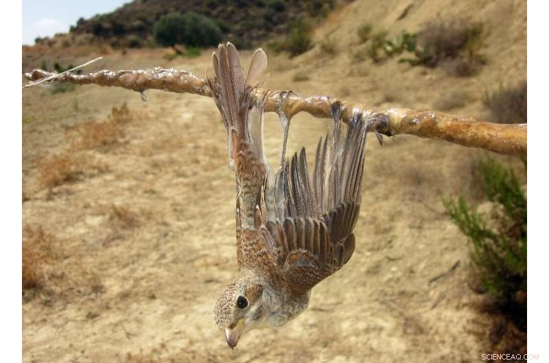BirdLife Cyprus: Alarming Rise in Illegal Bird Killings & Relaxed Protections