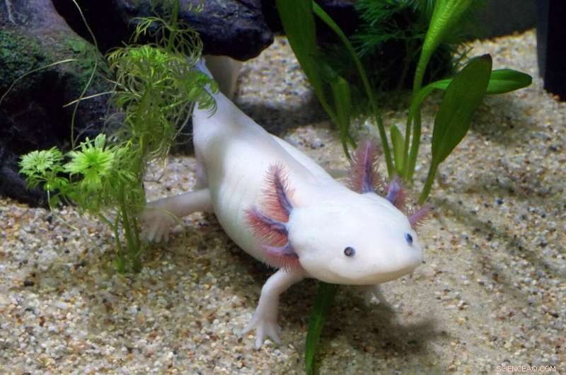 Axolotl Regeneration: Unlocking Secrets for Human Healing