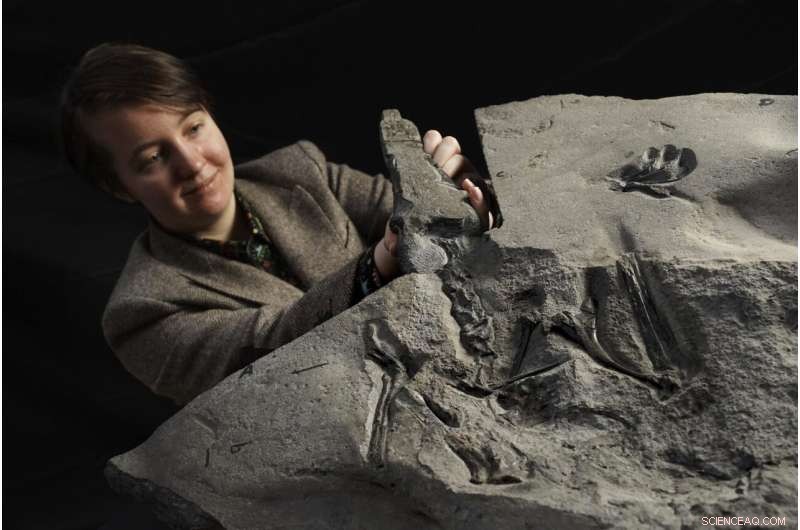Exceptional Pterosaur Fossil Discovered in Scotland - A 170-Million-Year-Old Marvel