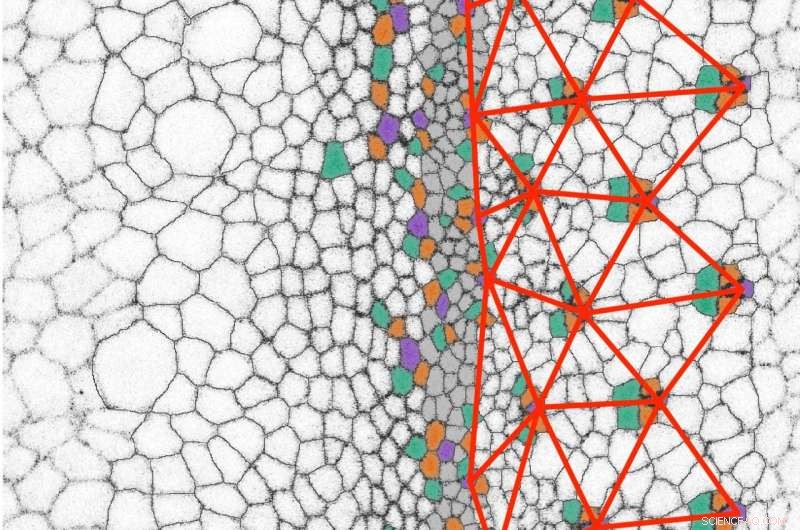 Live Imaging Reveals Cellular Patterning Mechanism in Fruit Fly Eyes