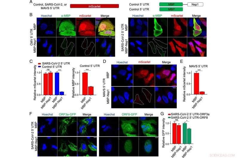 Novel Research: Harnessing SARS-CoV-2 s RNA to Combat the Virus
