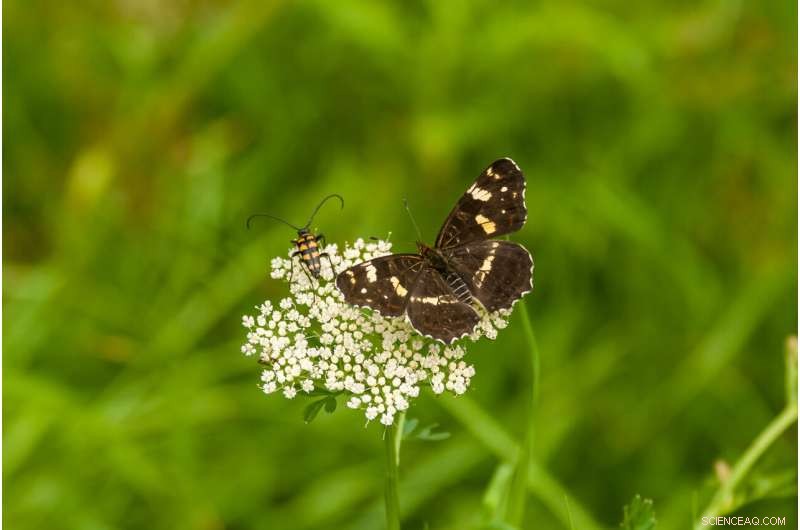 Insect Population Trends: Understanding Varied Abundance Patterns