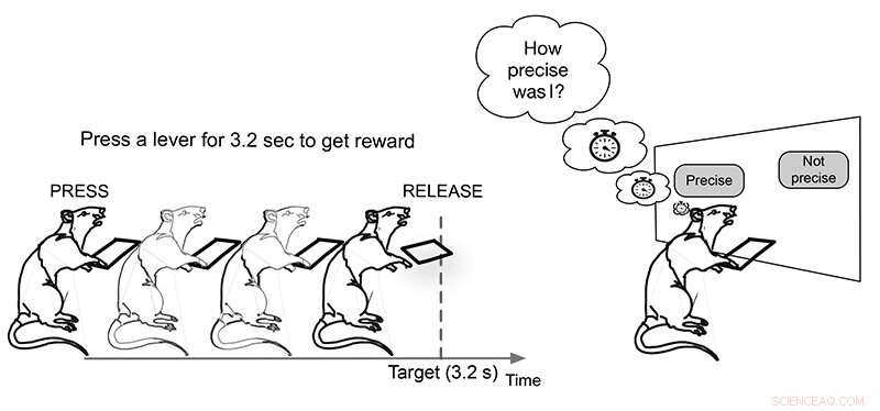 Rats Demonstrate Cognitive Timing Abilities: Accuracy & Performance