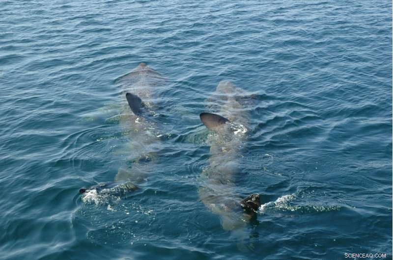 Basking Shark Decline in California: A Concerning Trend