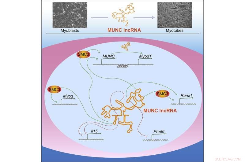 MUNC lncRNA Structure Reveals Gene Expression Regulation Mechanisms
