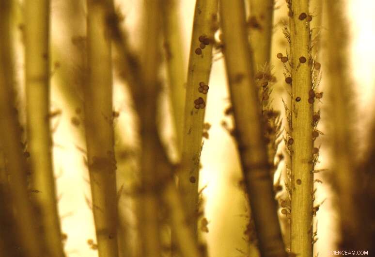 Pollen Maturity: University of Georgia Research Reveals Key Life Cycle Transition