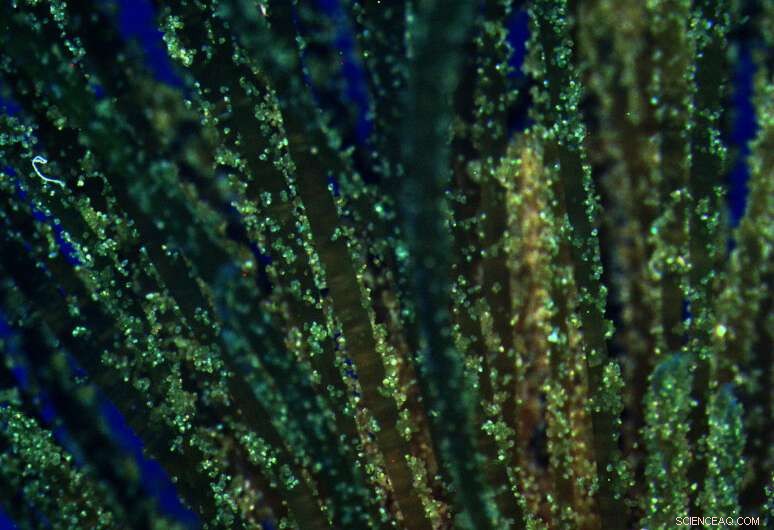 Pollen Maturity: University of Georgia Research Reveals Key Life Cycle Transition