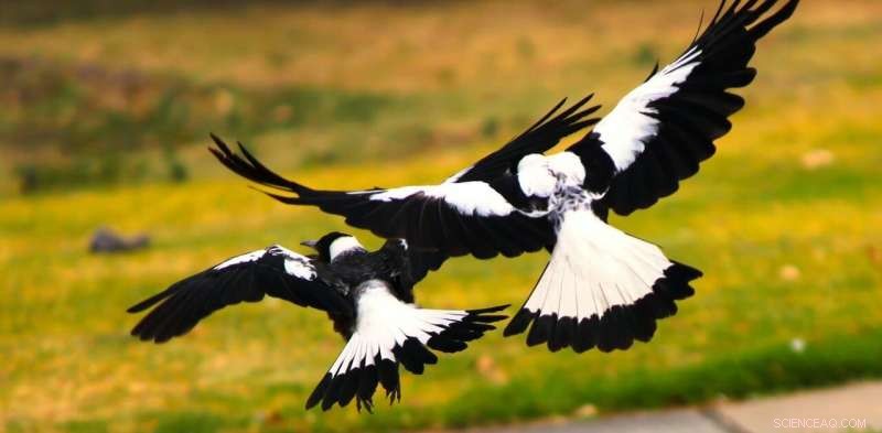 Magpie Cooperation: Birds Outsmart Scientists to Remove Tracking Devices