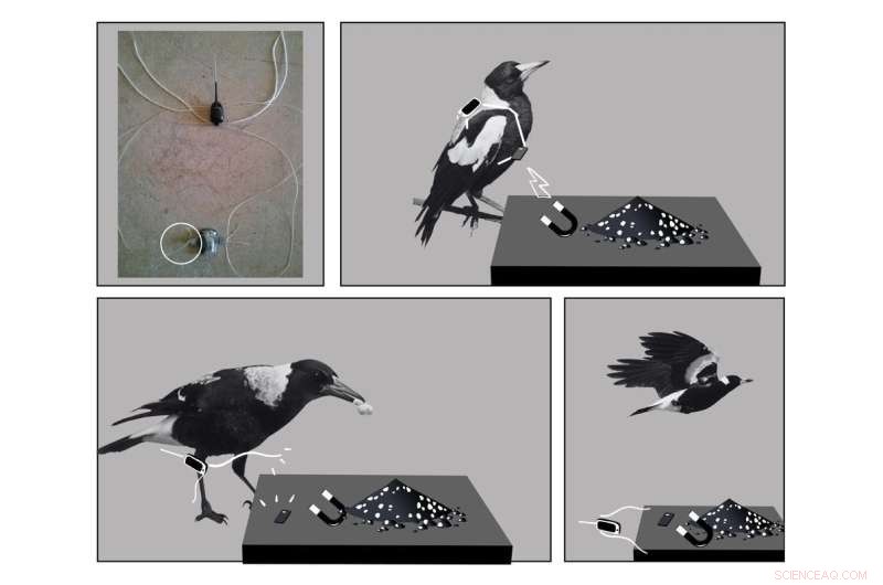 Magpie Cooperation: Birds Outsmart Scientists to Remove Tracking Devices