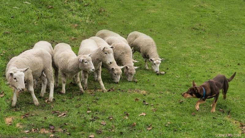 Australian Cattle Dogs: Unveiling the Unique Skills of Muster Dogs