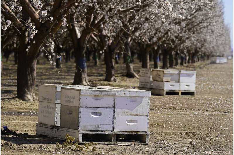 Protecting Beehives: How Tracking Tech Fights Theft