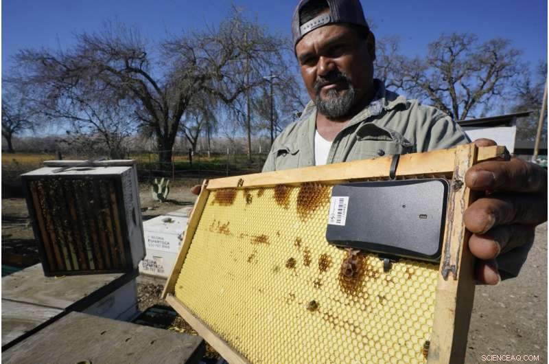 Protecting Beehives: How Tracking Tech Fights Theft