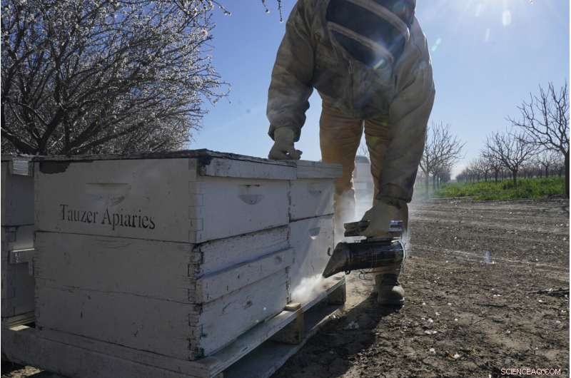 Protecting Beehives: How Tracking Tech Fights Theft