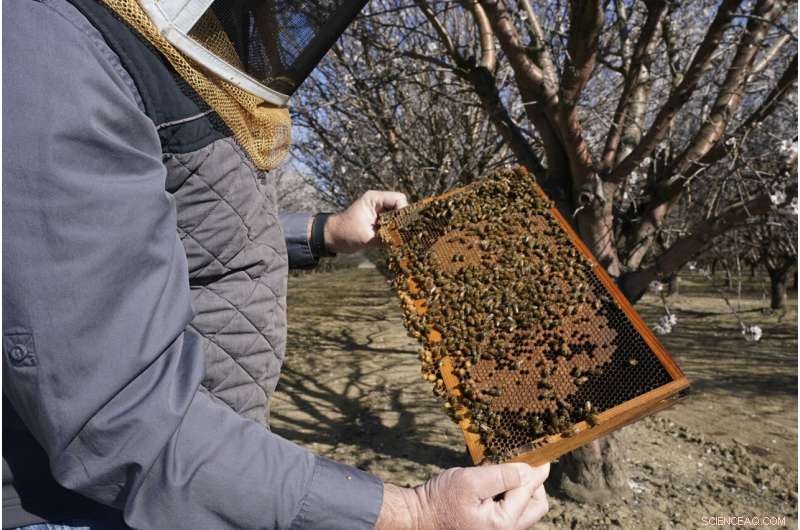 Protecting Beehives: How Tracking Tech Fights Theft
