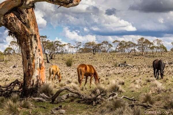 Brumbies in Kosciuszko National Park: Conservation & Controversy