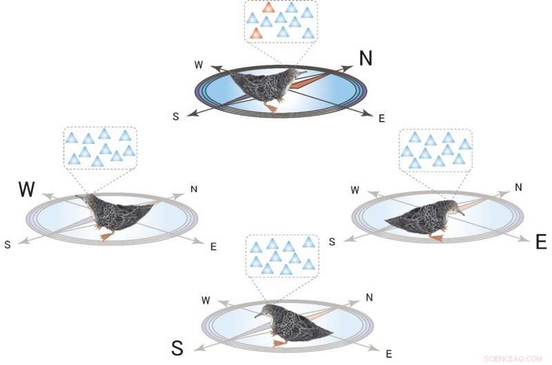 Bird Navigation: Unraveling the Mysteries of Migration