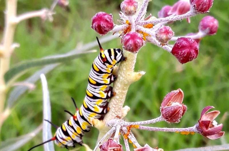 Milkweed Species Key to Monarch Butterfly Conservation | Research Highlights
