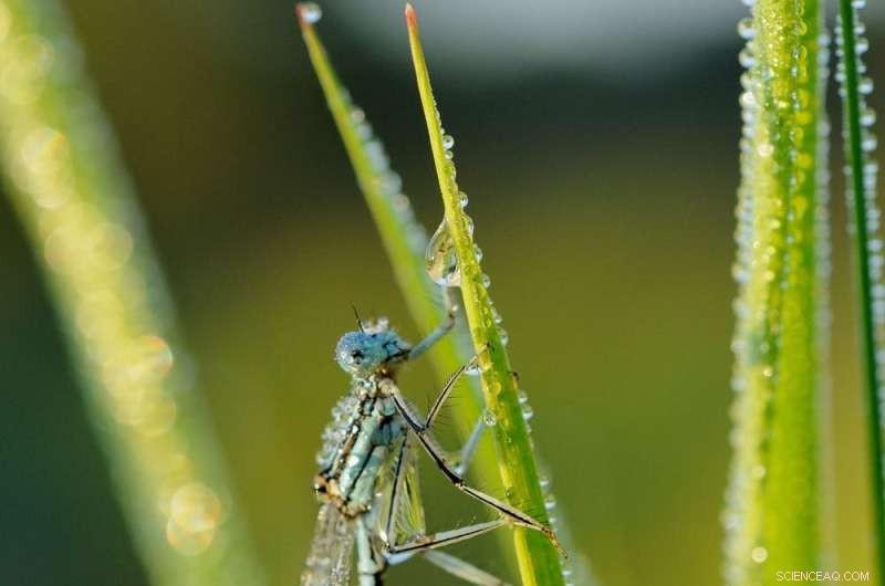 Transboundary Conservation: How Biosphere Reserves Achieve Nature Protection