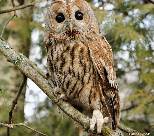 Transboundary Conservation: How Biosphere Reserves Achieve Nature Protection