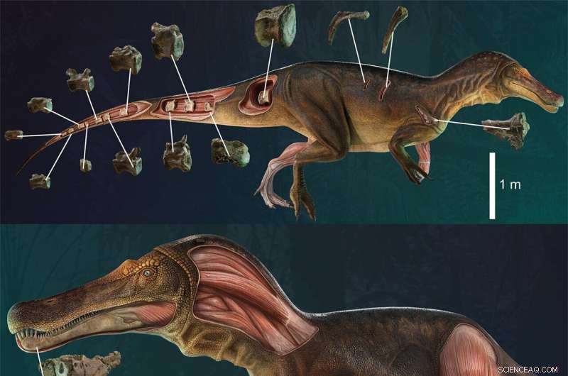 Iberospinus natarioi: New Spinosaurid Dinosaur Species Discovered in Portugal