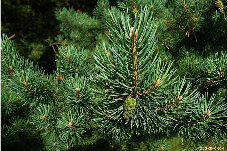 PFAS Monitoring in NC: Pine Needles Reveal Historical Contamination